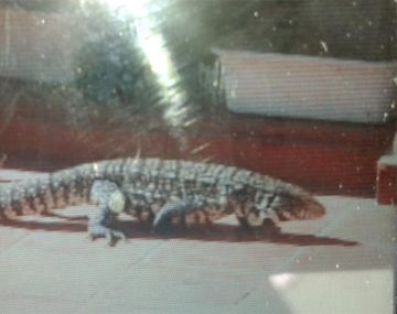 Lagarto de más de un metro vive en un patio