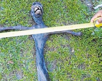 El cuerpo del alien es