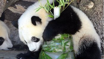 china dice haber descifrado el lenguaje de los osos panda china dice haber descifrado el lenguaje de los osos panda