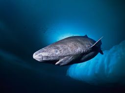 Desafía al tiempo: descubren un tiburón que tendría casi 400 años