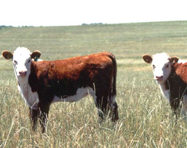 Destinaron $10 millones para apuntalar la producción ganadera en Chaco