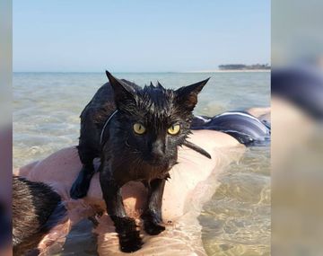 Nathan ama la playa igual que sus dueños