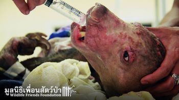 susto en tailandia por un oso desfigurado susto en tailandia por un oso desfigurado