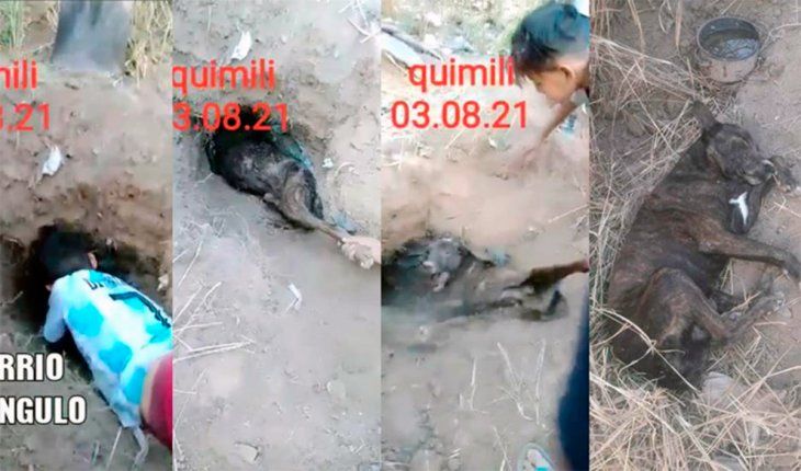 Santiago del Estero: un nene rescató a un perro que había sido enterrado vivo