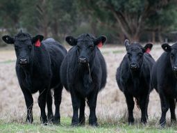 Misiones: detectaron tres casos de rabia en bovinos