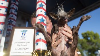 un crestado chino se corono como el perro mas feo del mundo un crestado chino se corono como el perro mas feo del mundo