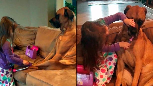 Una nena juega al doctor con su perra y le da un pico de ternura a la web