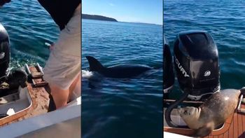 video: una foca bebe escapo de dos gigantescas orcas subiendose a una lancha video: una foca bebe escapo de dos gigantescas orcas subiendose a una lancha