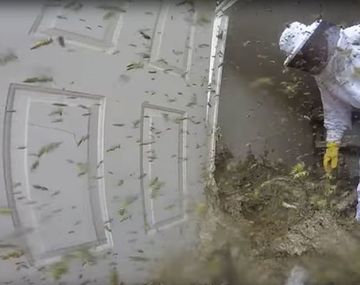 VIDEO: Esto pasa cuando se destruye un nido de avispones gigantes