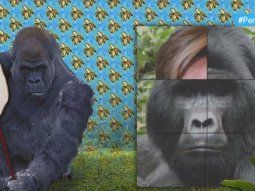 Se veía venir: quién es El Gorila de la semana en PPT