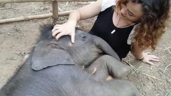 el video de una mujer que le canta a un elefante es furor en la web el video de una mujer que le canta a un elefante es furor en la web