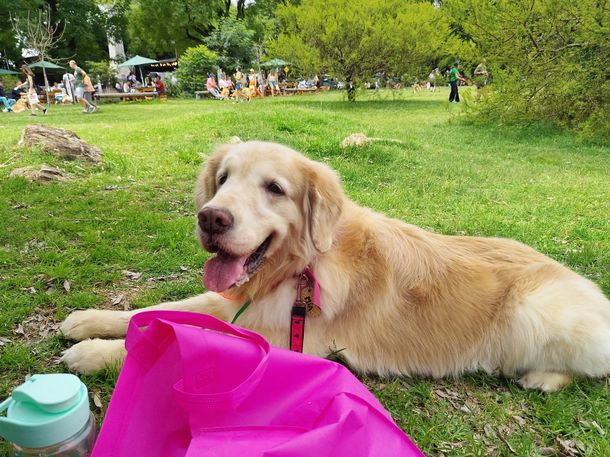 Juntaron a más de 2.500 golden retriever en Palermo para alcanzar un nuevo récord mundial