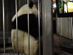Incentivan el apareamiento de osos con películas porno