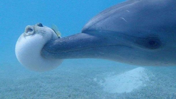 VIDEO: Un grupo de delfines fue grabado cuando se drogaban con un pez globo