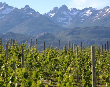 La fiesta de los Viñedos vuelve en marzo