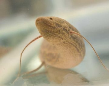 Lungfish
