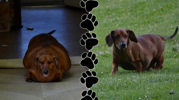 Cambio de vida: perro salchicha vence a la obesidad y hace su propio calendario