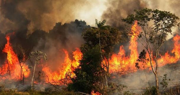 Graves incendios forestales en el Amazonas: las llamas invaden el pulmón del planeta