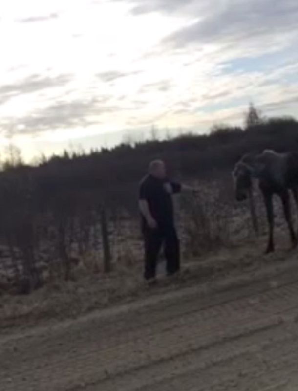 VIDEO: Quiso rescatar a un alce pero todo salió mal