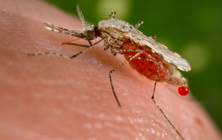 ¿Por qué preocupa tanto la malaria?