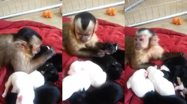 Mirá el tierno video de cómo un monito no puede creer que tiene tantos cachorros