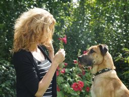 la nueva vida de rubio, el perro callejero que fue adoptado por una azafata alemana la nueva vida de rubio, el perro callejero que fue adoptado por una azafata alemana