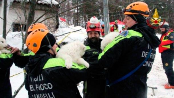 Los bomberos rescatando a los cachorros