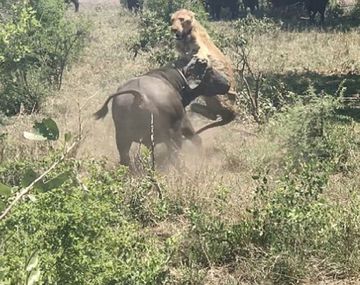 VIDEO: Un búfalo tomó por sorpresa a una leona y la hizo volar