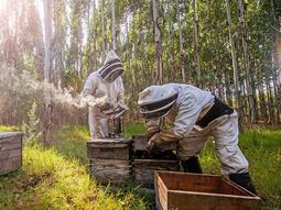 Se entregarán créditos de hasta 12.000 pesos por tanque para apicultores. Se entregarán créditos de hasta 12.000 pesos por tanque para apicultores.