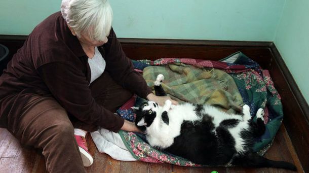 Preocupa una gata que es obesa y alcanzó los 15 kilos