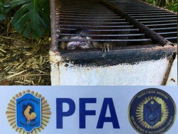 Rescata a monos, tortugas y aves hacinados en una casa