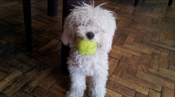 Por cobarde, este caniche salvó a sus dueños de una entradera