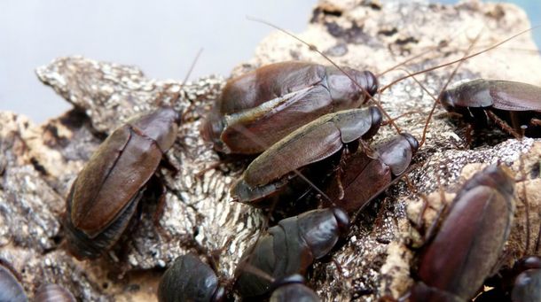 La leche de cucaracha podría ser un superalimento para el consumo humano