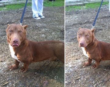 El único  perro  cruza de pitbull y salchicha