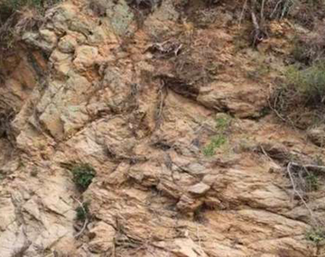 El desafío viral que pocos superan: ¿podés encontrar al animal en la imagen?