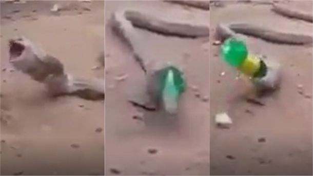 VIDEO: Una cobra vomitó una botella de plástico entera