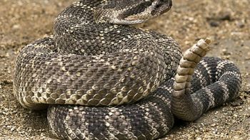 Serpiente cascabel Serpiente cascabel