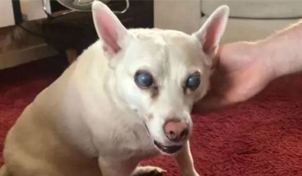 Una perra quedó ciega tras un show de pirotecnia: la lucha de su dueña