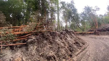 Multa millonaria por talar arrayanes: un vecino pagará casi $67 millones en Villa La Angostura Multa millonaria por talar arrayanes: un vecino pagará casi $67 millones en Villa La Angostura