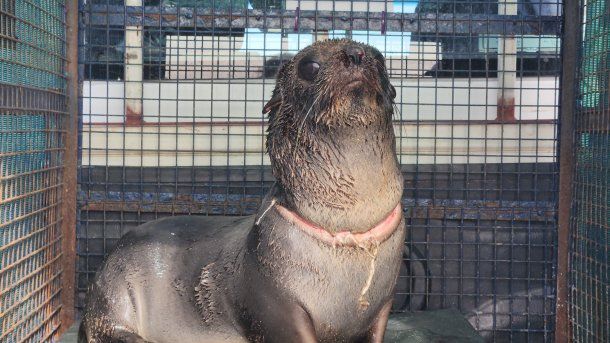 VIDEO: El impactante rescate de un lobo marino herido en el cuello por la basura en el mar