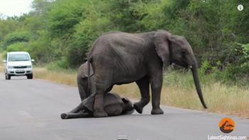 elefantes rescatan a una cria elefantes rescatan a una cria