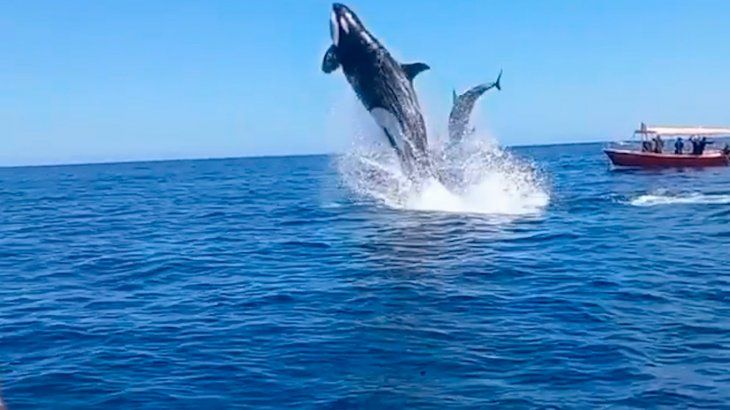 Captan el momento en el que una orca intenta cazar un delfín