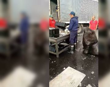 Un perrito muy simpático