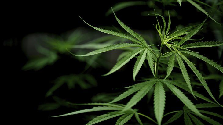Autorizan otro proyecto para el uso del cannabis medicinal