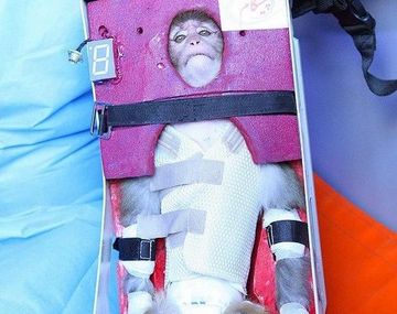 Irán lanzó un cohete al espacio con mono incluido