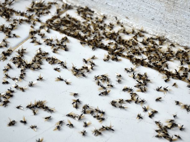 Hormigas voladoras invaden el AMBA