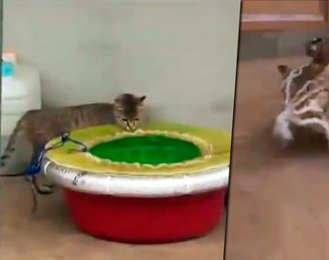 Un gato se peleó cuerpo a cuerpo con un calamar