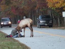 un fotografo pasa un mal momento por fotografiar a un alce un fotografo pasa un mal momento por fotografiar a un alce