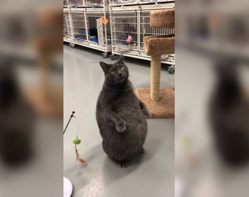 Bruno es un gato extra y por eso le costó conseguir familia, pero ahora la encontró, fama mediante