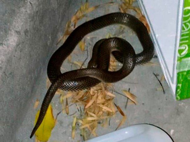 Mar del Plata: encontraron una víbora a metros de un colegio